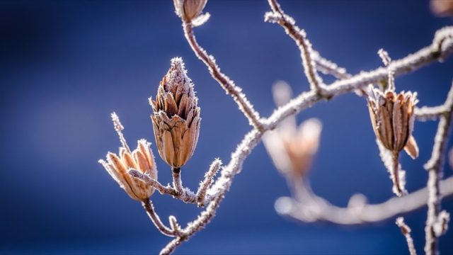 メダカのかかりやすい病気と治療法 しっちょる