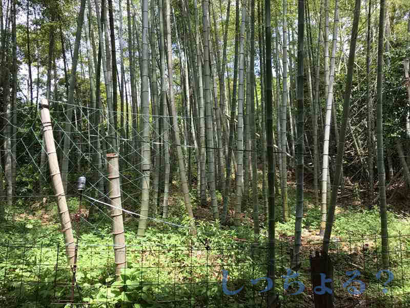 竹林
